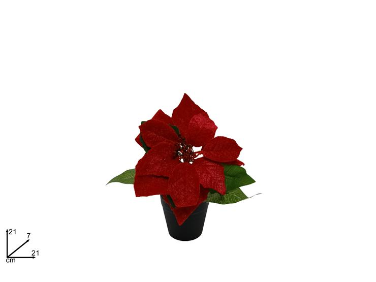 PIANTINA STELLA DI NATALE ROSSA IN VASETTO NERO CM.21 DUESSE