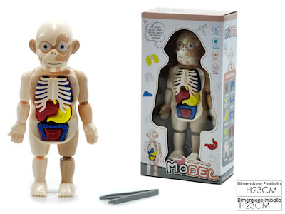 BABY GIOCO MODELLINO SAGOMA CORPO UMANO 104914 GENERAL